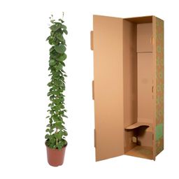 Cissus rotundifolia pyramide - 160 cm - ø27 (8721055690016)