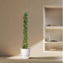 Cissus rotundifolia pyramide - 160 cm - ø27 (8721055690016)