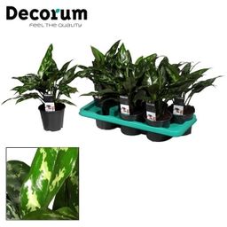 Aglaonema Maria (16308)