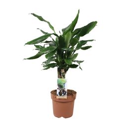 Dracaena Fagrans Steudneri Green (8720955327374)
