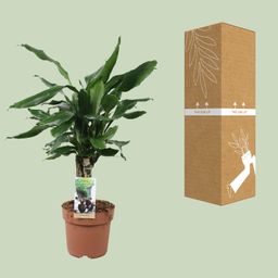 Dracaena Fagrans Steudneri Green (8720955327374)