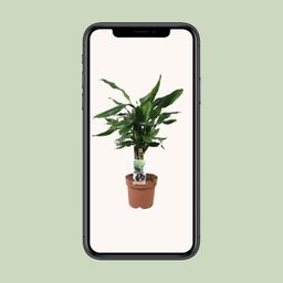 Dracaena Fagrans Steudneri Green (8720955327374)