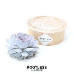 Rootless by aloe demi ROOTLESS Succulent Echeveria Lilacina Ø12-14 cm (8721001420056)
