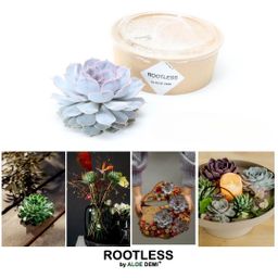 Rootless by aloe demi ROOTLESS Succulent Echeveria Lilacina Ø12-14 cm (8721001420056)