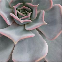 Rootless by aloe demi ROOTLESS Succulent Echeveria Lilacina Ø12-14 cm (8721001420056)