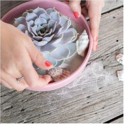 Rootless by aloe demi ROOTLESS Succulent Echeveria Lilacina Ø12-14 cm (8721001420056)
