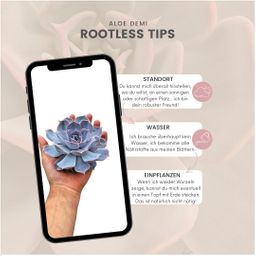 Rootless by aloe demi ROOTLESS Succulent Echeveria Lilacina Ø12-14 cm (8721001420056)