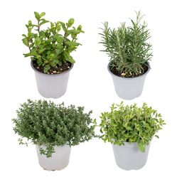 PROMO - Tuinkruiden Mix - 4 stuks (10344)