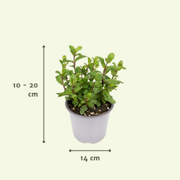 PROMO - Tuinkruiden Mix - 4 stuks (10344)