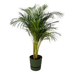 Areca palm - ↨130cm - Ø24cm inclusief elho Greenville Round groen D30xH28 (8721081602038)