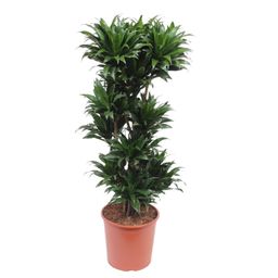 Dracaena Compacta - 140 cm - ø30 (8721055690122)