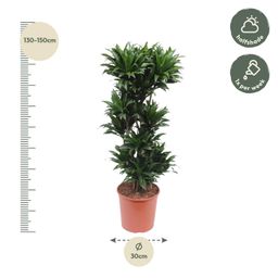 Dracaena Compacta - 140 cm - ø30 (8721055690122)