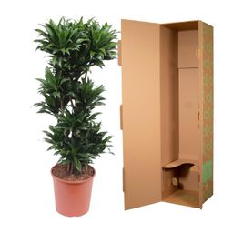 Dracaena Compacta - 140 cm - ø30 (8721055690122)