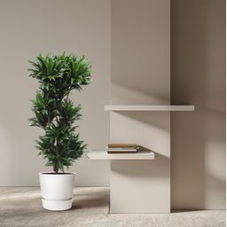 Dracaena Compacta - 140 cm - ø30 (8721055690122)
