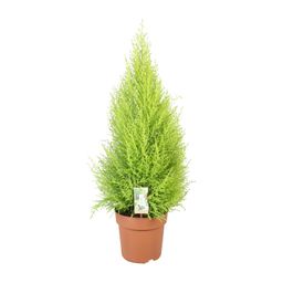 Cupressus Goldcrest Wilma (10811)