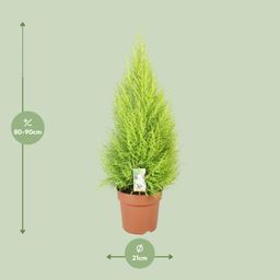 Cupressus Goldcrest Wilma (10811)