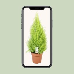 Cupressus Goldcrest Wilma (10811)