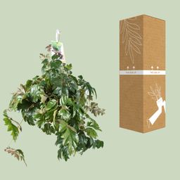 Cissus Rhombifolia Ellen Danica (8720985403581)