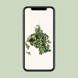 Cissus Rhombifolia Ellen Danica (8720985403581)