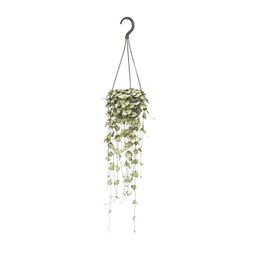 Ceropegia Woodii Hang (8720985403567)