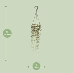 Ceropegia Woodii Hang (8720985403567)