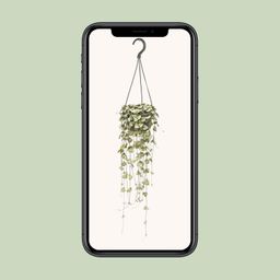 Ceropegia Woodii Hang (8720985403567)