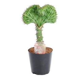 Euphorbia lactea Cristata groen - 30 cm - ø10,5 (8721081685000)