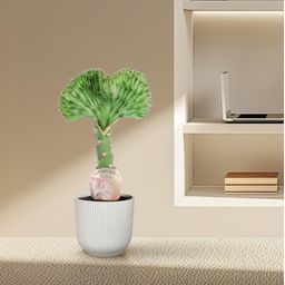 Euphorbia lactea Cristata groen - 30 cm - ø10,5 (8721081685000)