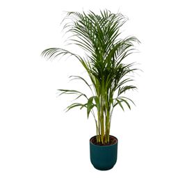 Areca palm - ↨110cm - Ø21cm inclusief elho Vibes Fold Round blauw D22xH20 (8721081602106)