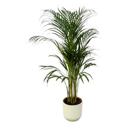 Areca palm - ↨110cm - Ø21cm inclusief elho Vibes Fold Round wit D22xH20 (8721081602120)