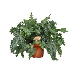 Phlebodium Davana (10873)