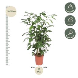 Caryota Mitis - 140 cm - ø27 (8721022569918)