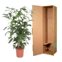 Caryota Mitis - 140 cm - ø27 (8721022569918)