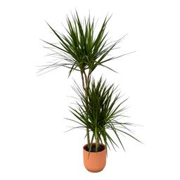 Dracaena Marginata - ↨120cm - Ø21cm inclusief elho Vibes Fold Round roze D22xH20 (8721081602212)
