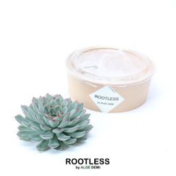 Rootless by aloe demi ROOTLESS Succulent Echeveria Pulidonis Ø12-14 cm (8721001420063)