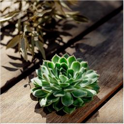 Rootless by aloe demi ROOTLESS Succulent Echeveria Pulidonis Ø12-14 cm (8721001420063)