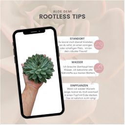 Rootless by aloe demi ROOTLESS Succulent Echeveria Pulidonis Ø12-14 cm (8721001420063)