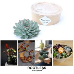 Rootless by aloe demi ROOTLESS Succulent Echeveria Pulidonis Ø12-14 cm (8721001420063)