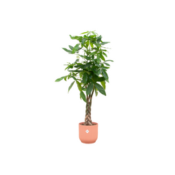 Pachira Aquatica inclusief elho Vibes Fold Round roze (8721081601642)