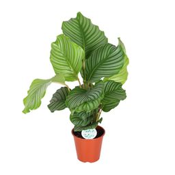 Calathea Orbifolia (8720955327367)