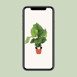 Calathea Orbifolia (8720955327367)