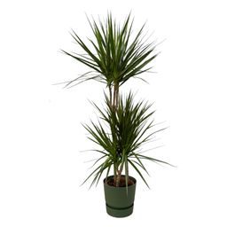 Dracaena Marginata - ↨120cm - Ø21cm inclusief elho Greenville Round groen D24xH23 (8721081602007)