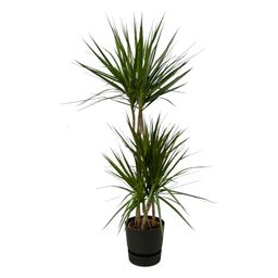 Dracaena Marginata - ↨120cm - Ø21cm inclusief elho Greenville Round zwart D24xH23 (8721081602199)
