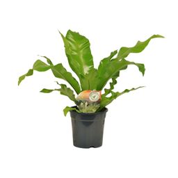 Asplenium Nidus (10829)