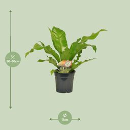 Asplenium Nidus (10829)