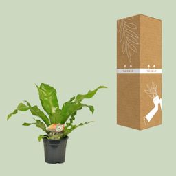 Asplenium Nidus (10829)