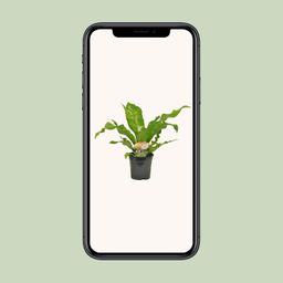 Asplenium Nidus (10829)