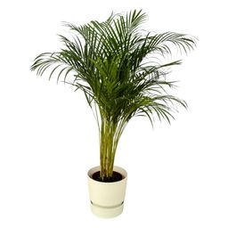 Areca palm - ↨130cm - Ø24cm inclusief elho Greenville Round wit D30xH28 (8721081601987)
