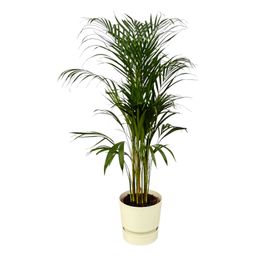 Areca palm - ↨110cm - Ø21cm inclusief elho Greenville Round wit D24xH23 (8721081601963)