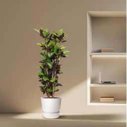 Codiaeum Iceton (Croton Iceton) - 140 cm - ø27 (8721055690047)
